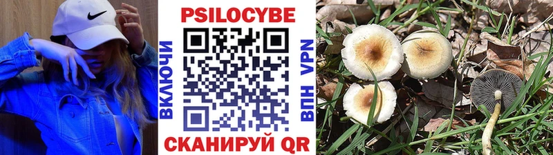 hydra сайт  Волгодонск  мориарти телеграм  Галлюциногенные грибы Psilocybine cubensis 